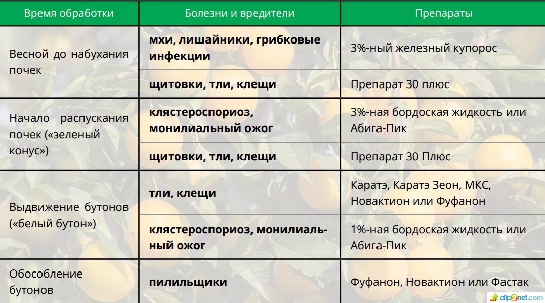 Сколько раз надо опрыскивать. Препараты для обработки деревьев весной от вредителей. Препарат для обработки деревьев весной от вредителей и болезней. Весенняя обработка сада от болезней и вредителей препараты. Обработка от вредителей плодовых деревьев и кустарников.