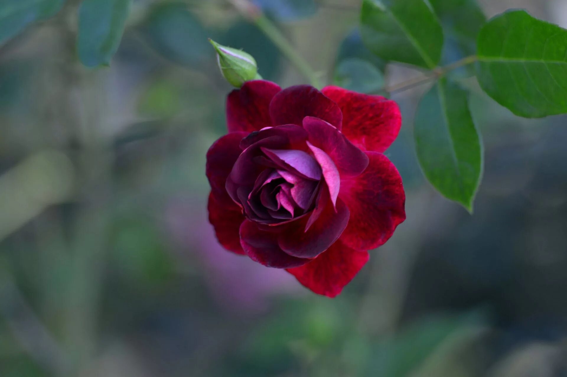 Лучшие розы земли. Бордовый куст роз. Розы в природе.