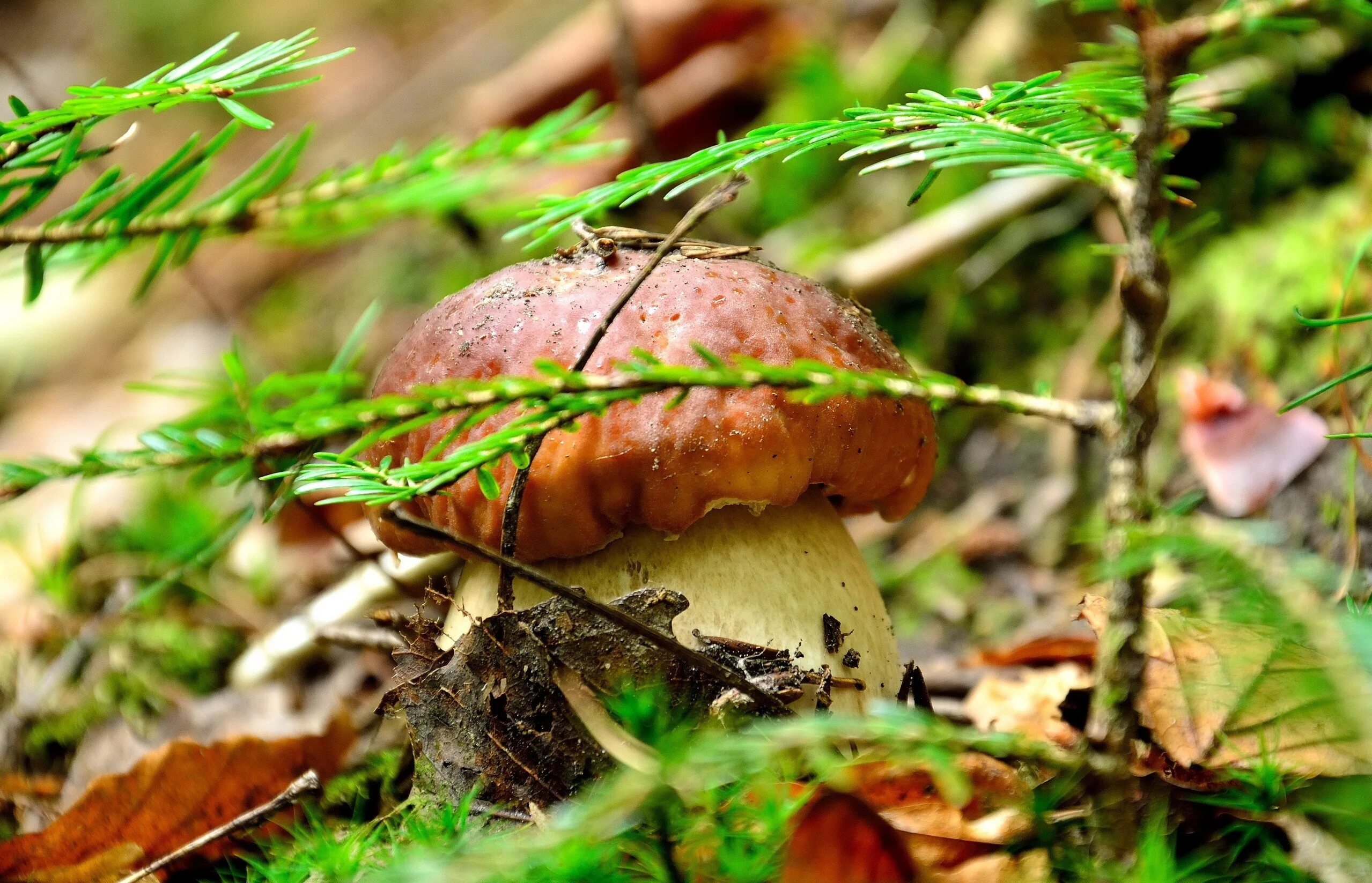 Лесные грибы. Грибы в природе. Осень грибы. Грибной лес.