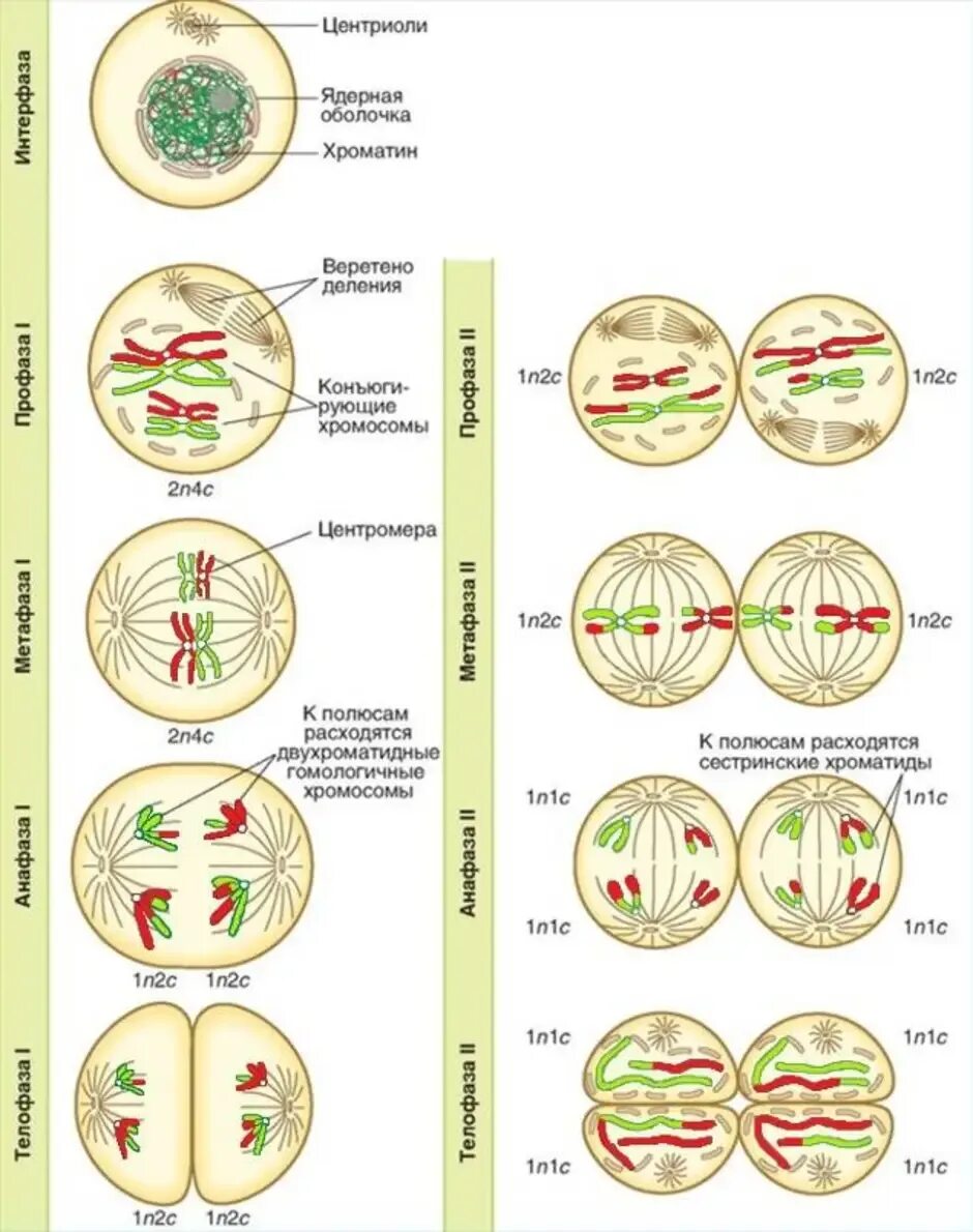 Схема мейоза 2n. Мейоз 1 фазы схема. Мейоз фазы плоидность. 12 Фаз мейоза. Задания егэ биология митоз мейоз