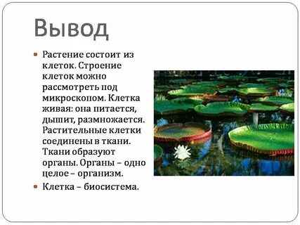 Лабораторная работа по биологии строение клетки вывод