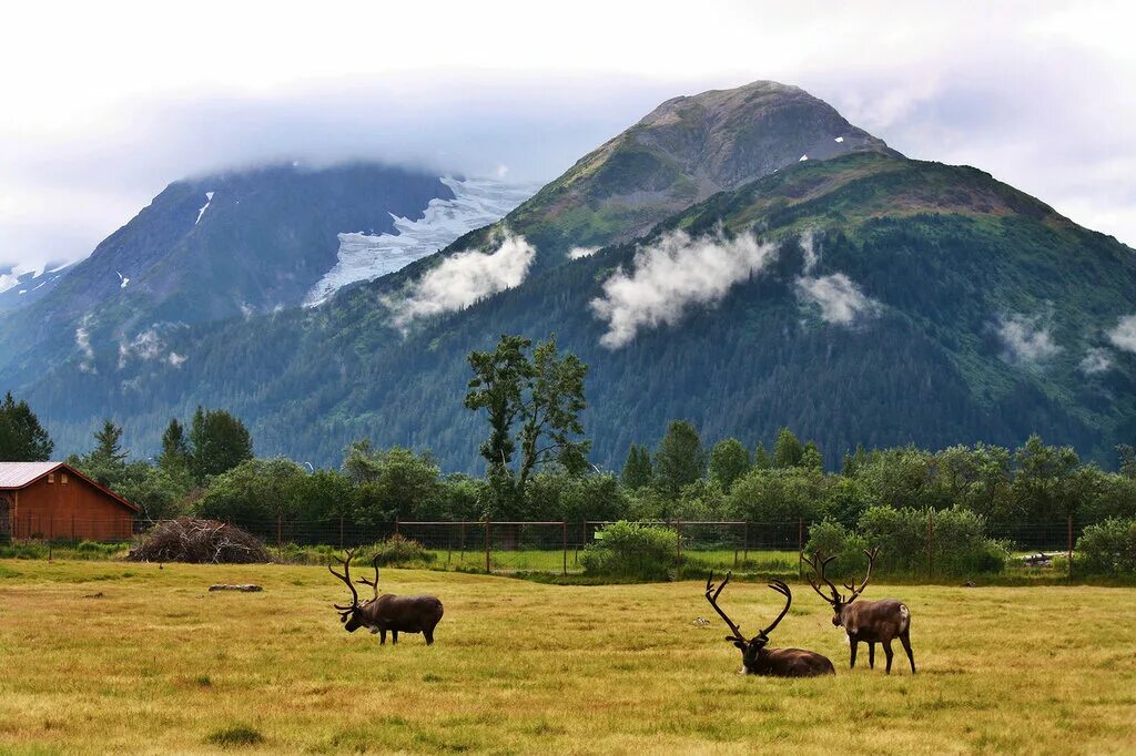 Wild naturals. Egmont National Park пастбище. Дикая природа Аляски. Дикая Аляска вайлд. Аляска природа.