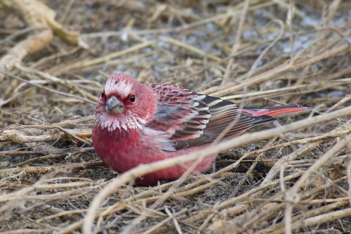 Птицы горного Алтая. Carpodacus roseus. Сибирская чечевица птица. Алтайский заповедник птицы. Сибирская птица алтайский край