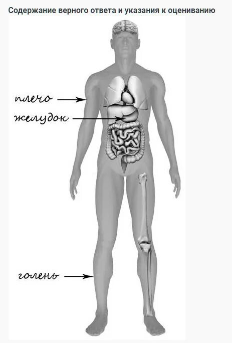 Схема строения человека 4 класс впр. Тело человека схема 4 класс ВПР. Строение тела человека ВПР. Строение тела человека ВПР 4 класс. Части тела человека окружающий мир ВПР.