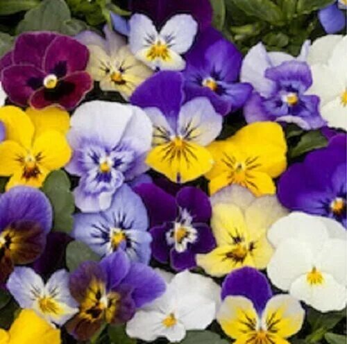 Фиалка виола рогатая. Фиалка виола рогатая. Viola cornuta l. Виола рогатая (viola cornuta) "penny f1" (purple picotee). Виола рогатая мелкоцветковая.