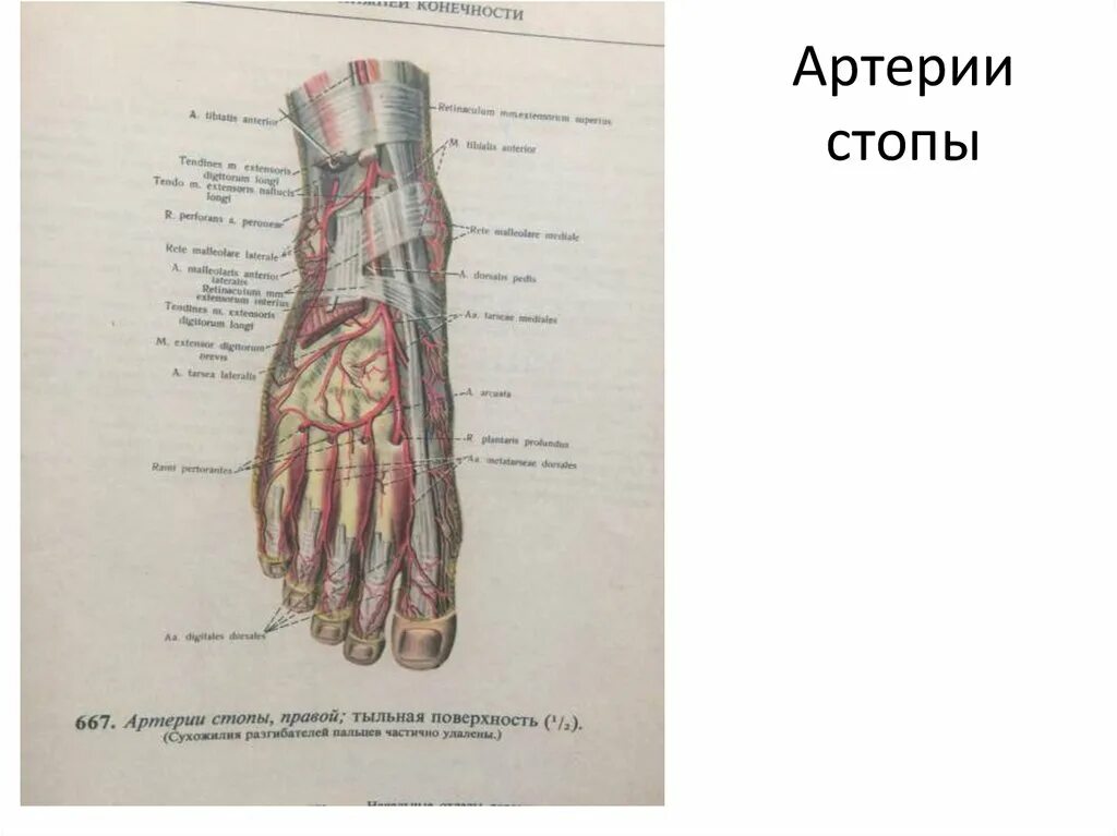 Артерия тыла стопы анатомия. Тыльная артерия стопы схема. Артерии тыльной и подошвенной поверхностей стопы. Тыльная артерия стопы анатомия. Основные артерии стопы