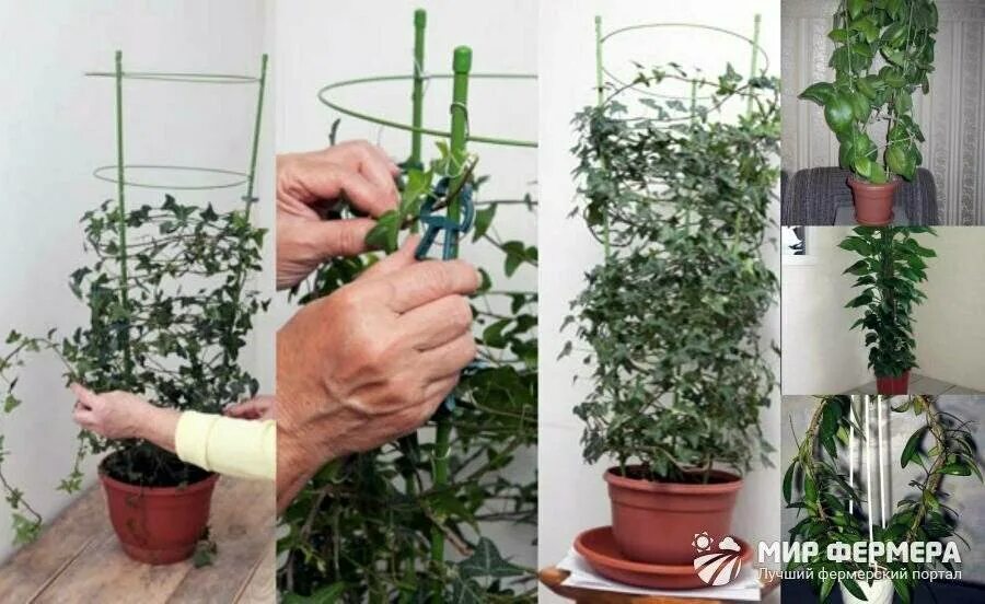 Черенки глицинии. Посадка штамбовой розы. Фикус бенджамина цветение. Глициния размножение черенками. Гибискус фуксия.