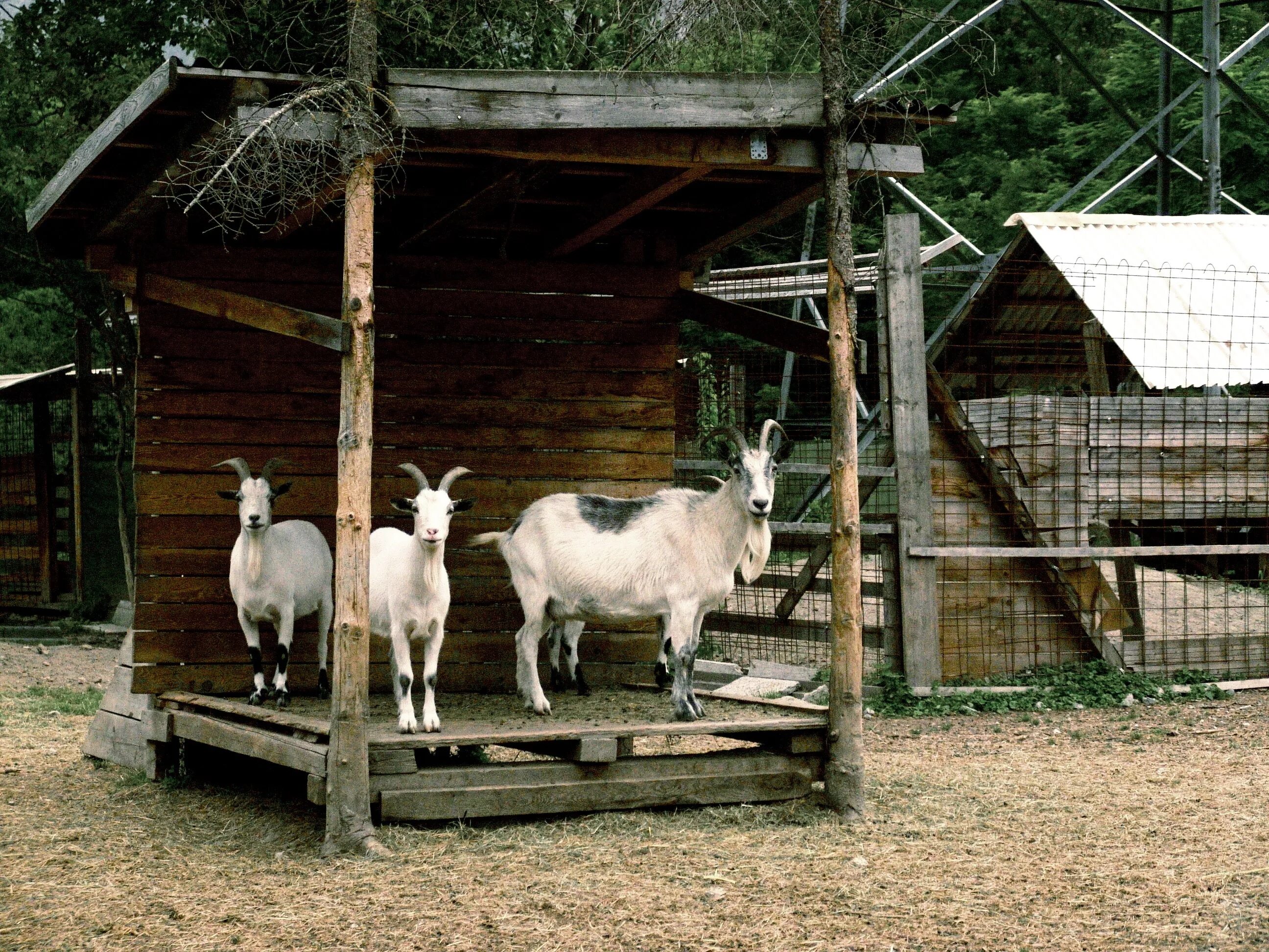 Козлятник для коз зимний для 2 коз. Козлятник ферма. Козлятник для камерунских коз. Доильный козлятник. Содержание домашней козы