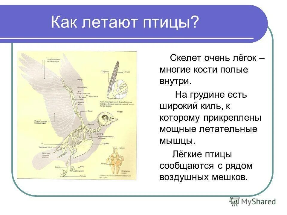 Зачем люди летают. Как летают птицы. Почему птицы летают. За счет чего летают птицы. За свет чего летают птицы.