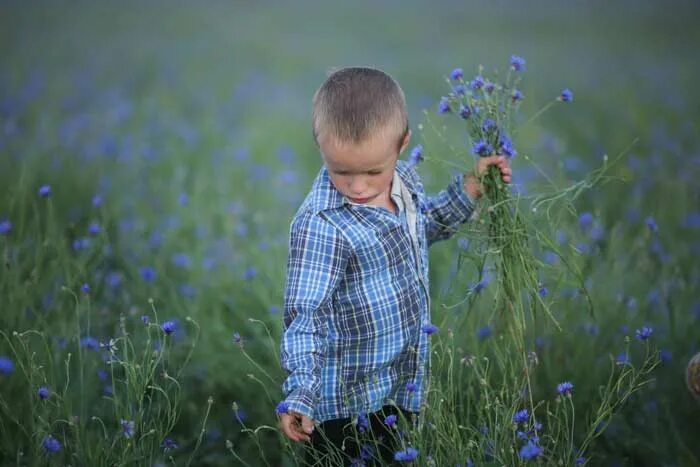 Василек для детей. Мальчик Василек. Дети в Васильковом поле. Дети собирают цветы.