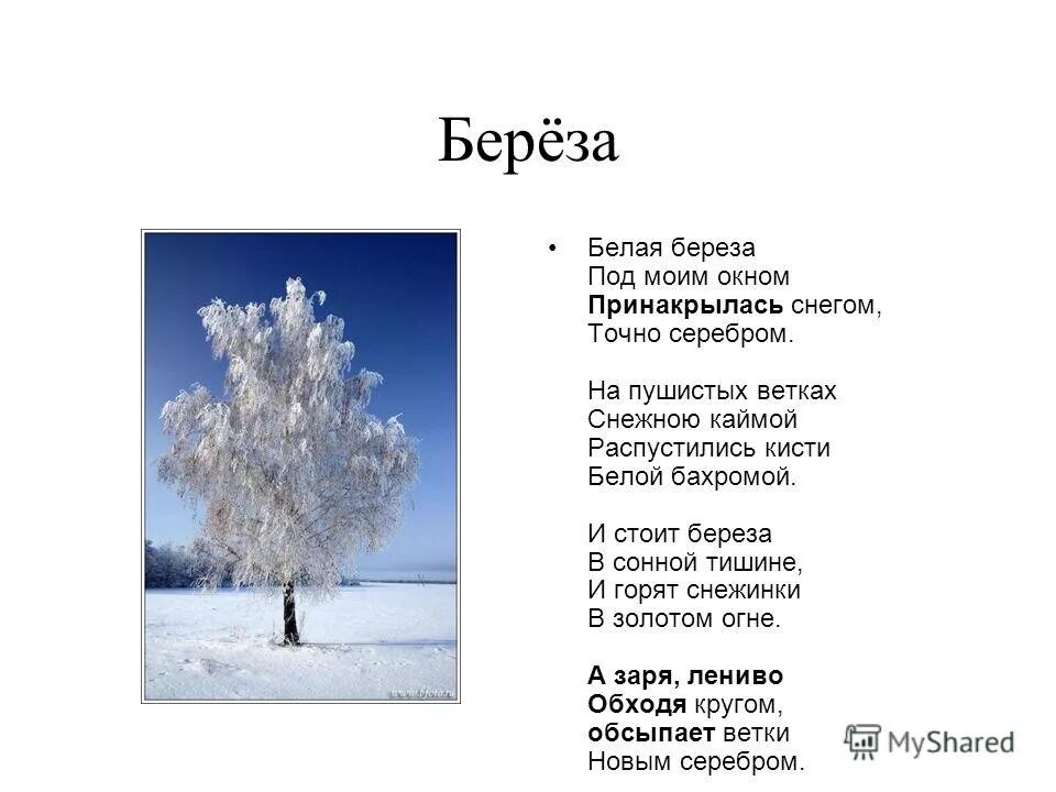 Белая берёза под моим окном. Белая береза под моим окном информатика. Белая берёза под моим окном. Белая берёза под моим. Стихотворение белая береза под моим окном принакрылась снегом точно.