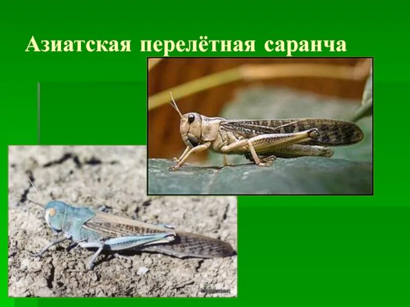 Саранча или кузнечик. Среднеазиатская саранча. Насекомые вредители саранча. Саранча. Азиатская прямокрылая саранча.