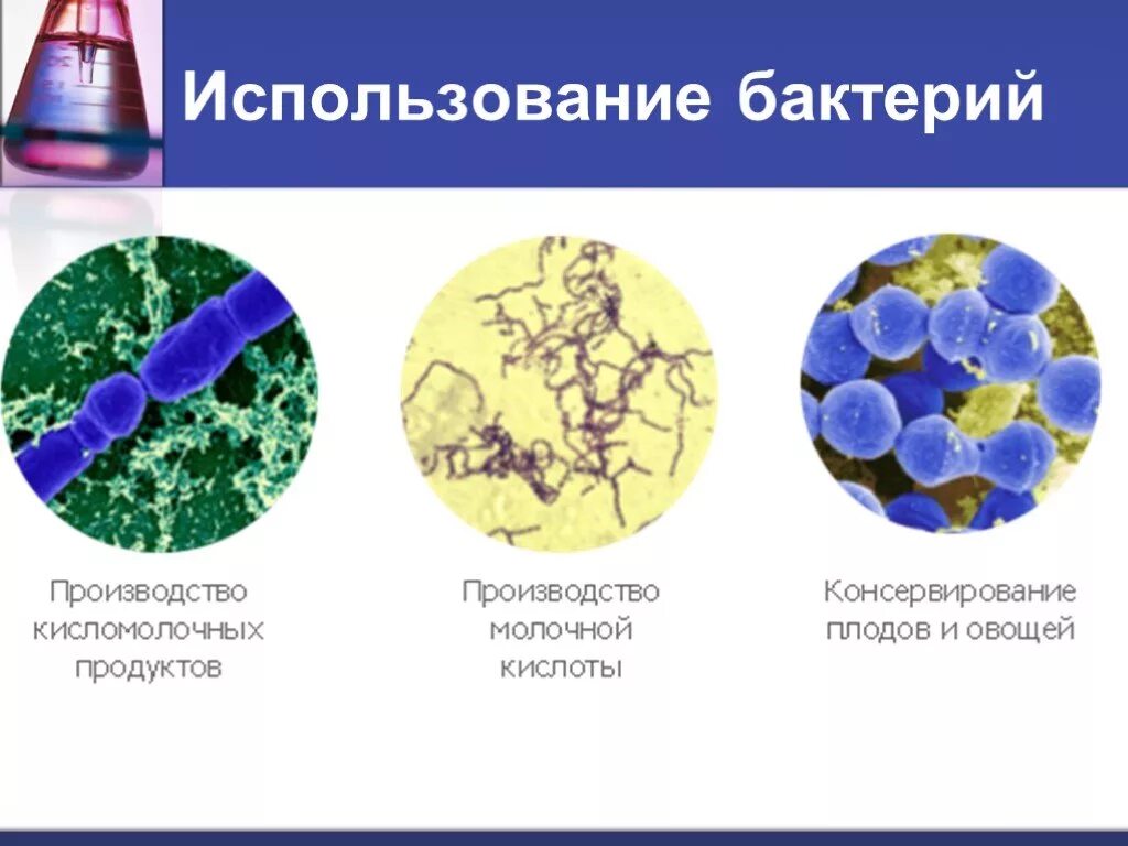 Применение микроорганизмов. Использование микроорганизмов человеком. Использование бактерий. Где используют бактерии.