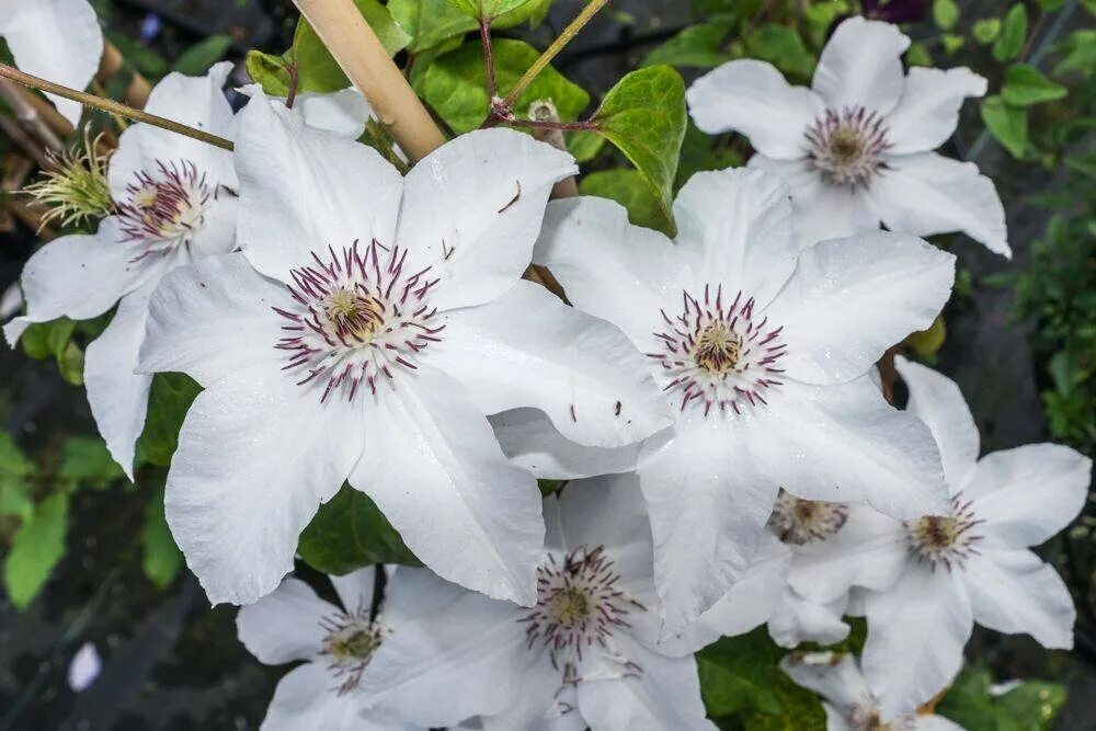 Клематис Bella. Клематис Clematis henryi.