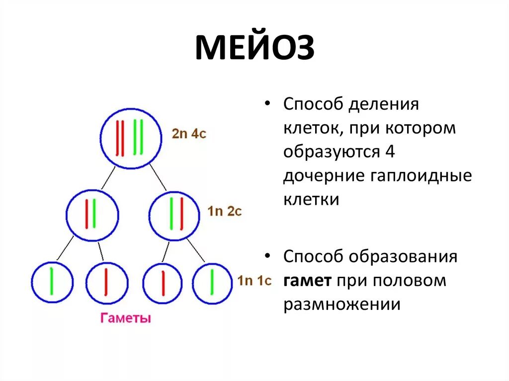 Гаметы делятся мейозом. Мейоз деление половых клеток. Деление половых клеток рисунок мейоз. 9 Класс мейоз образование половых клеток биология. Что такое мейоз в биологии 6 класс.