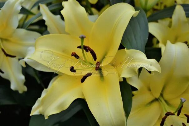 Bellville ® (O.T.) - Lily - Van den Bos Flowerbulbs