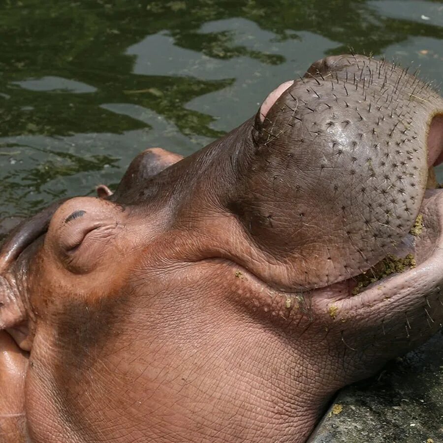 Обыкновенный бегемот. Факты о бегемотах. Факты о бегемотах. Hippopotamus amphibius бегемот. Гиппопотам и бегемот.