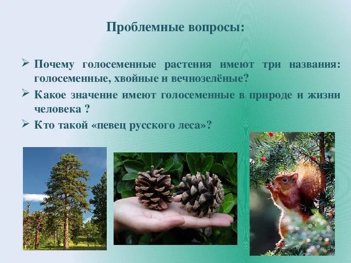 Влияние на хвойные. Голосеменные в природе. Голосеменные для человека и природы. Хвойные Голосеменные растения. Голосеменные в жизни человека и в природе.