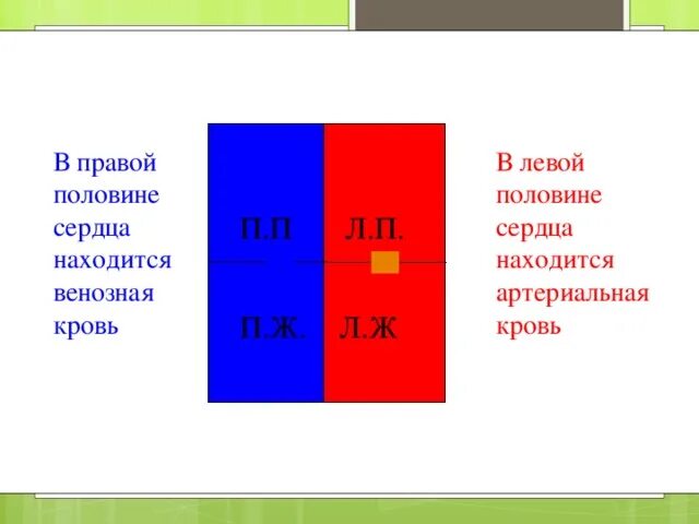 Какая кровь содержится в правой половине сердца