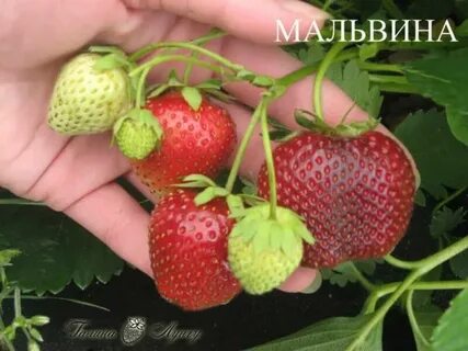 Урожайность мальвины клубники