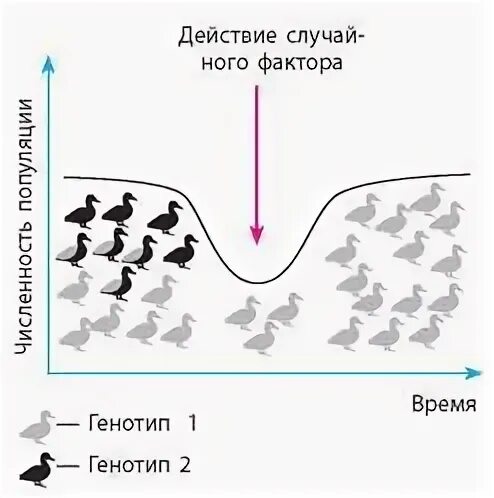 Какую роль в эволюции играют дрейф генов