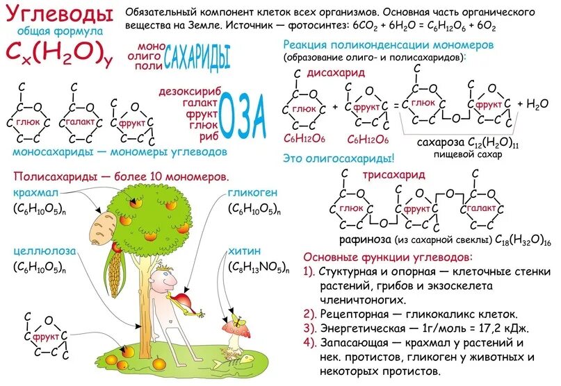 Углеводы схема по биологии 10 класс. Схема углеводов биология 10 класс. Углеводы схема строения. Углеводы конспект по биологии 9 класс. Белки огэ биология