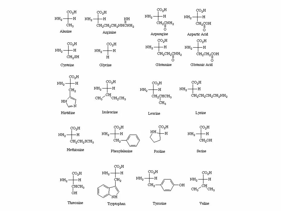 10 формул аминокислот. 20 Незаменимых аминокислот формулы таблица. Альфа аминокислоты формулы. Формулы 20 аминокислот биохимия. 20 Аминокислот таблица аминокислоты.