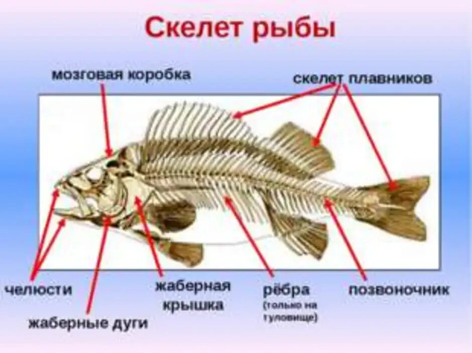 Внутренний скелет костной рыбы. Скелет костной рыбы 7 класс биология. Опорно двигательная система рыб. Скелет костистой рыбы окуня. Скелет речного окуня биология 7.