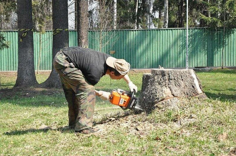 Сколько стоит убрать участок. Валка деревьев и корчевание пней. Спил деревьев на участке. Корчевание деревьев на участке. Спиленные деревья на участке.