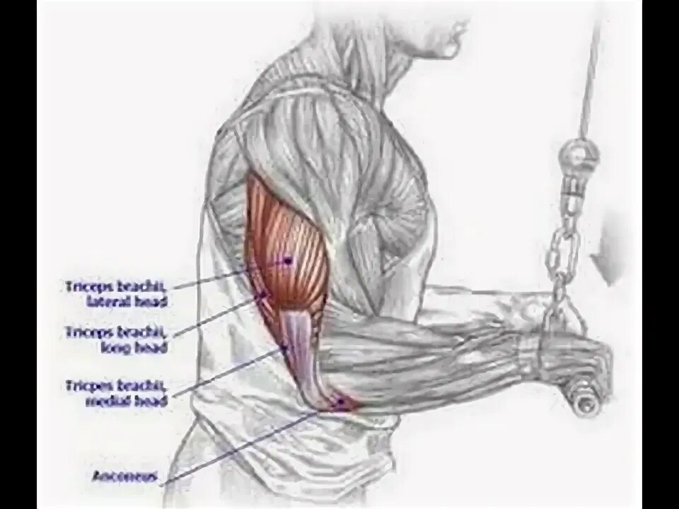 Трицепс мышца. Трицепс анатомия и упражнения. Средняя головка трицепса. Пучки трицепса. Внешний пучок трицепса.