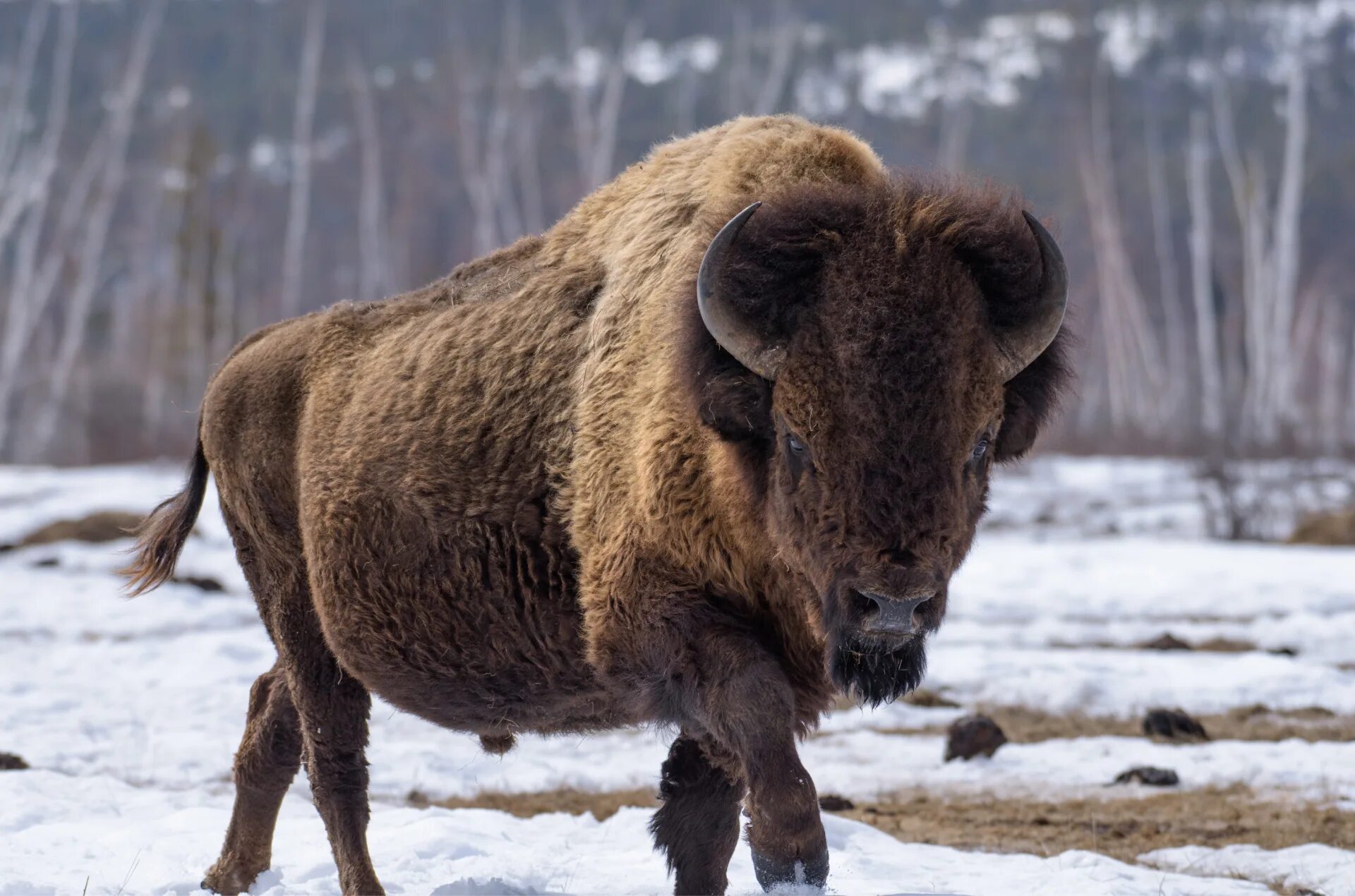 Лесной Бизон в Якутии. Лесной Бизон Северной Америки. Лесной Бизон (в Канаде) (Bison Bison athabascae). Буотама бизонарий.