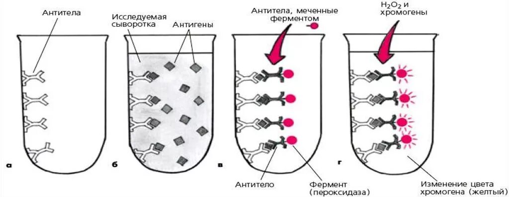 Антиген методом ифа. Схема твердофазной ифа. ифа метод выполнения исследования. ифа микробиология схема. ифа анализ методика проведения.