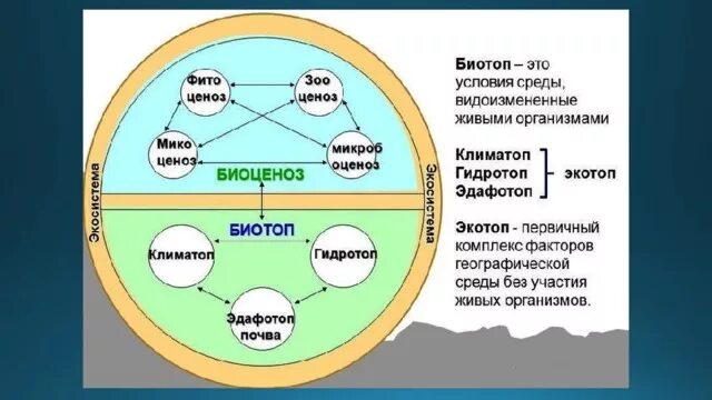Выберите природный биоценоз. Экотоп и биотоп. Биогеоценоз биотоп биоценоз. Экосистема Экотоп и биотоп. Схема биогеоценоза.