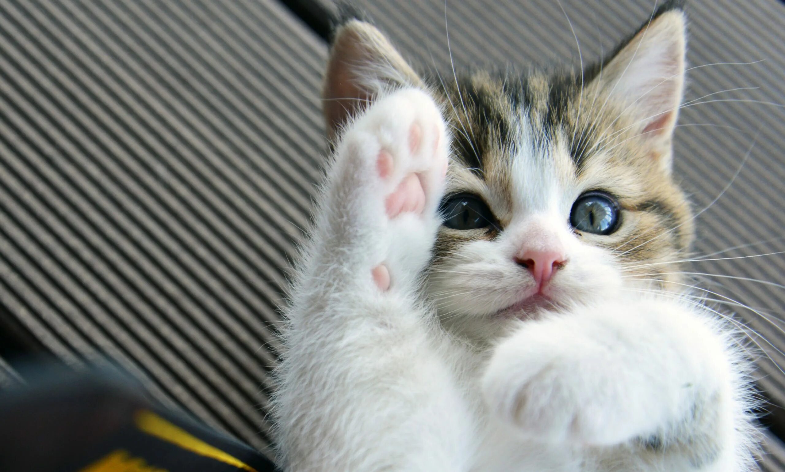 котята милашки. хорошенький котик. милые кошечки. кошка. милые котята.