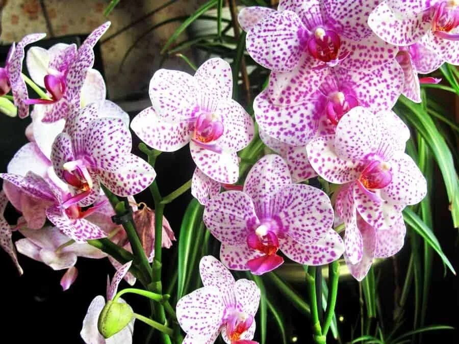 Какие сорта орхидеи. Орхидея фаленопсис. Орхидея Цимбидиум. Фаленопсис Электра. Фаленопсис Готенбург.