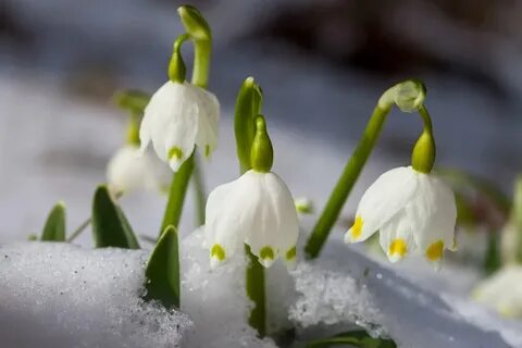 Snow bells
