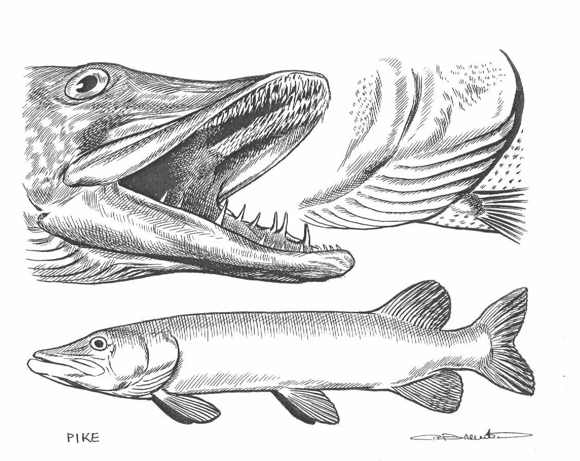 Щука обыкновенная рисунок. Рыба щука. Щука карандаш. Щука эскиз. Щука рисунок.