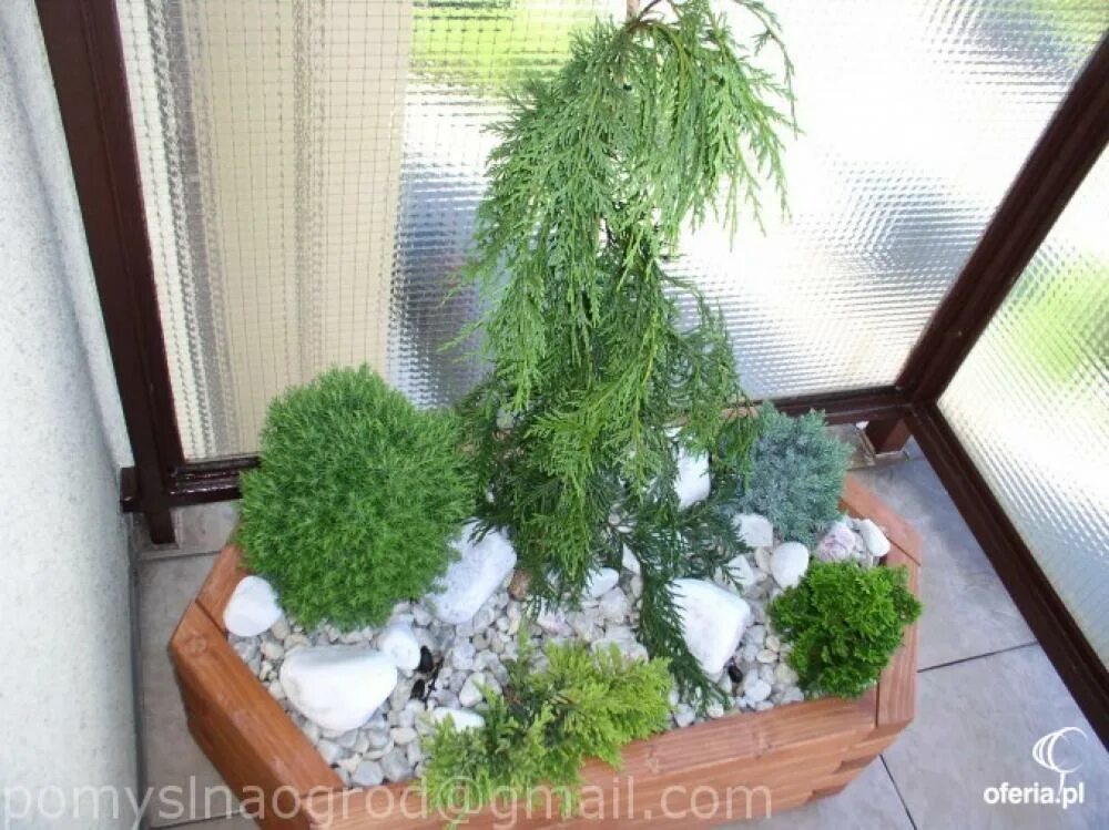 Туя смарагд конусовидная. Туя в горшках зимой. Туя кипарис можжевельник. Туя восточная. Туя little giant.