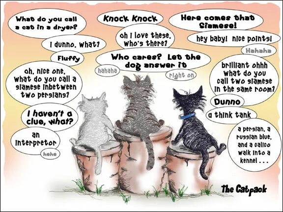 Knock here. Английский юмор. Cat jokes. Jokes about Cats. English jokes.