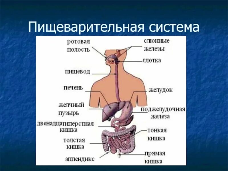 Какую функцию выполняют органы пищеварительной железы. Пищеварительная система человека. Железы пищеварительной системы. Физиология пищеварительной системы. Строение пищеварительных желез.