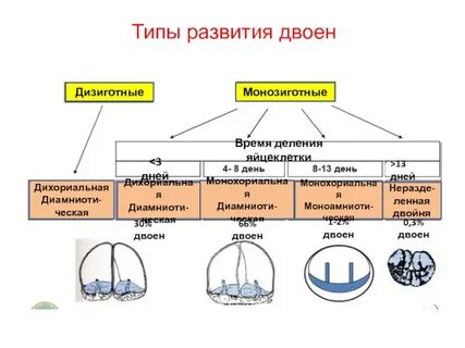 2 типа развития