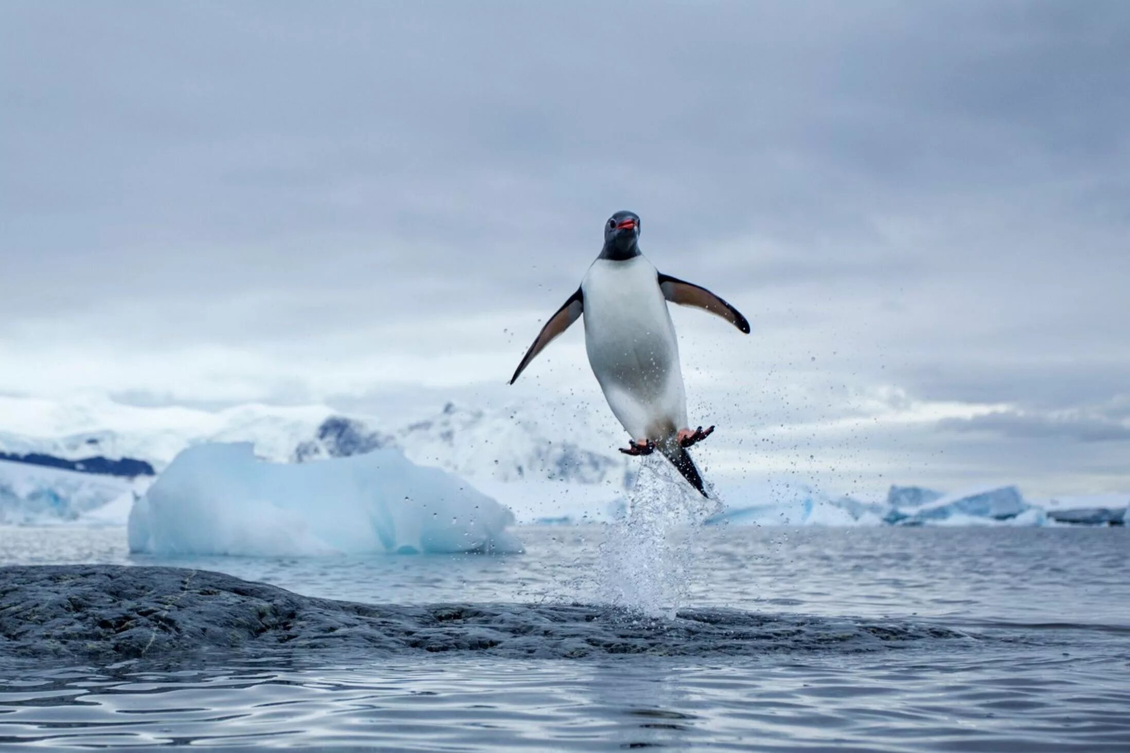 Flying penguin