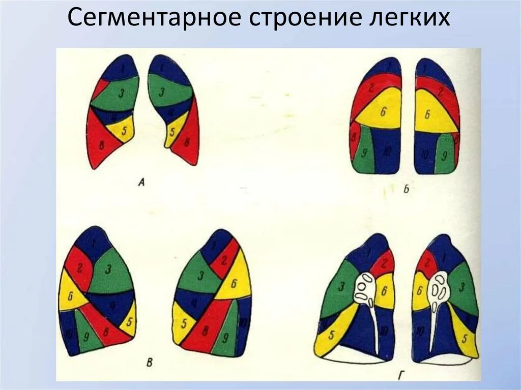 Три доли легкого. Сегмеентарное строениелегнких. Сегментарное строение легких. Сегментарное строение л. Сегменты легкого анатомия.