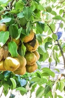 Груша медовая описание и фото