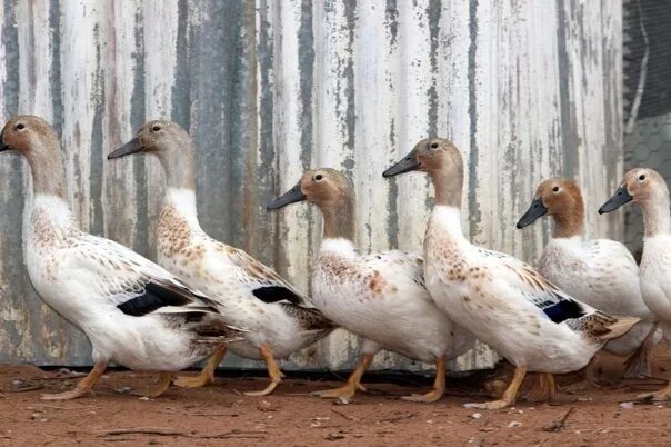 Indian Runner Ducks Farm animals, Duck house, Runner ducks