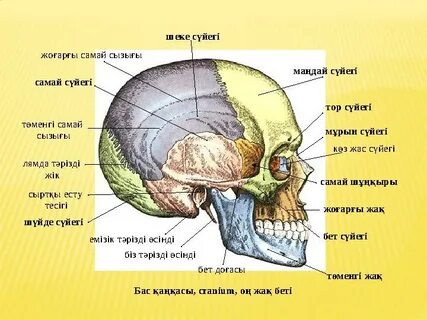 Жетілген әйелдің жопасындағы порно диск
