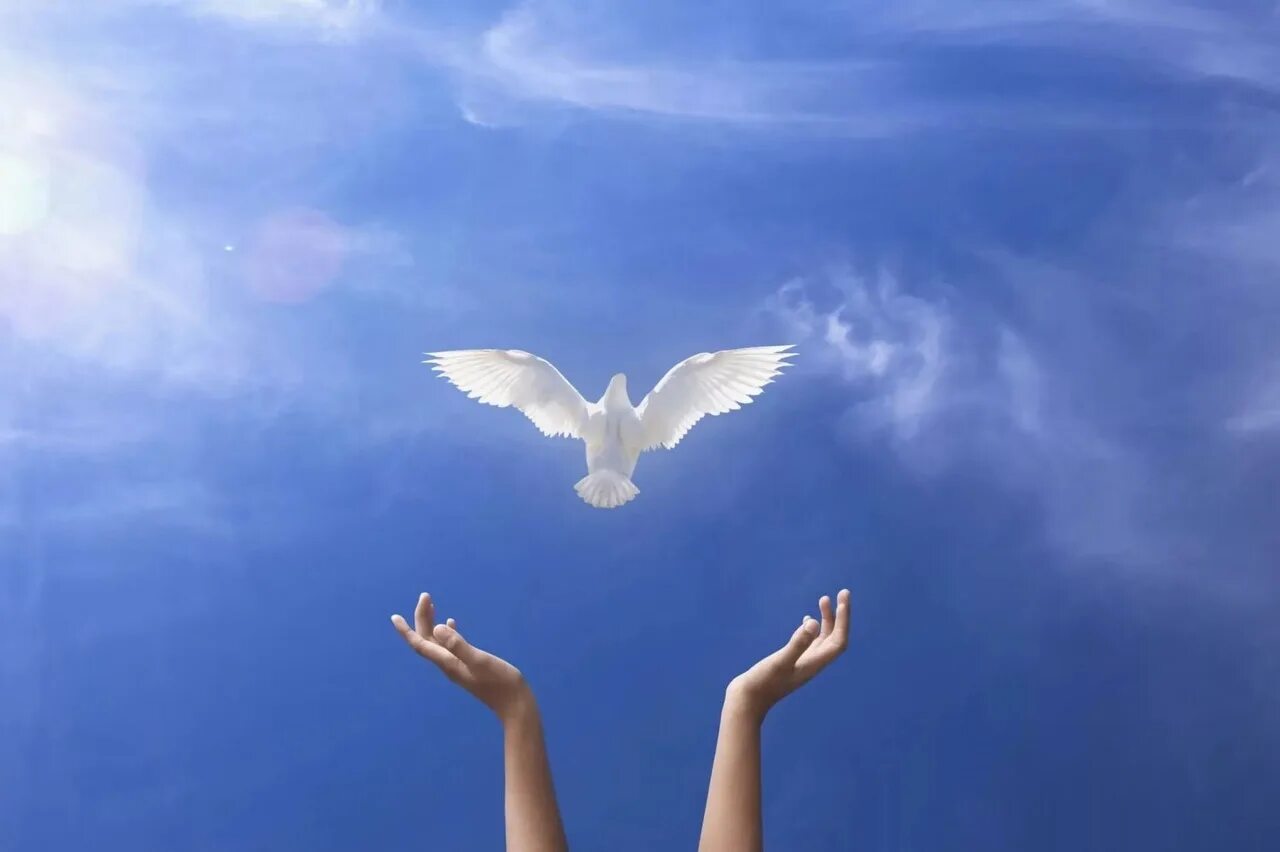 Слово ввысь. Голубь на ладони. Голуби в небе. Белый голубь в руках. Отпустить голубя в небо.
