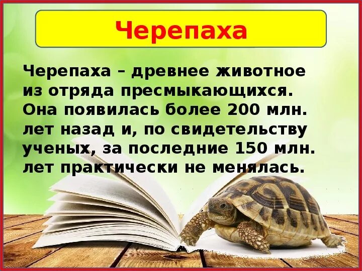 Про черепаху 1 класс. Гиена и черепаха африканские народная сказка. Черепаха презентация 1 класс. Черепашки для 3 класса. Пословицы про черепаху.