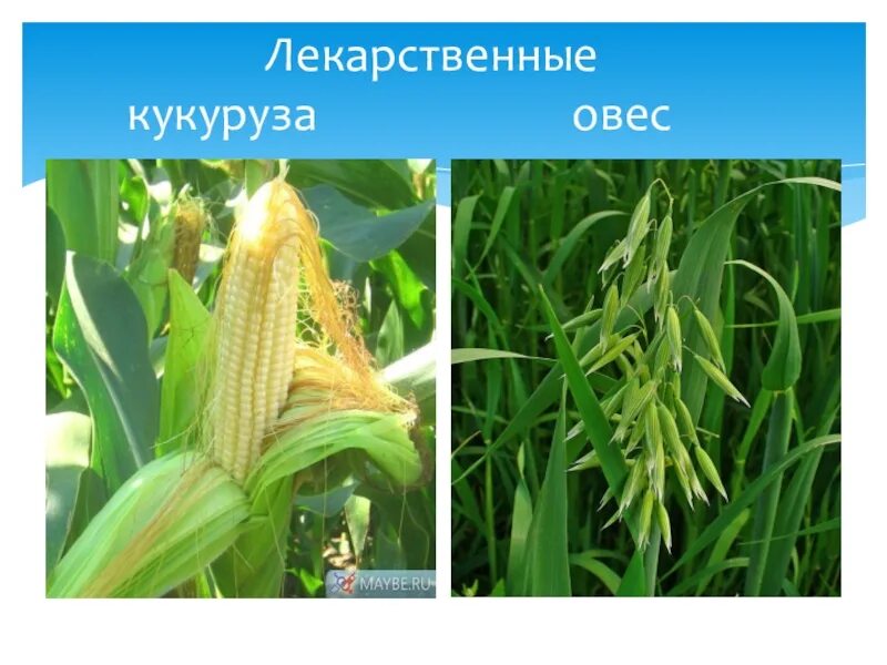Овес двудольный. Однодонные растения кукуруза. Класс Однодольные кукуруза. Овес однодольное. Кукуруза лечебное растение.