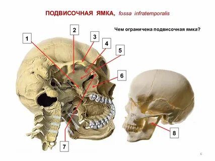 Какие отверстия открываются в подвисочную ямку